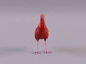 red ibis 3D Model