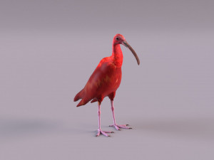 red ibis 3D Model
