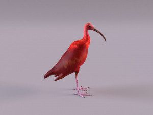 red ibis 3D Model