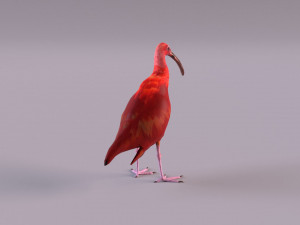 red ibis 3D Model