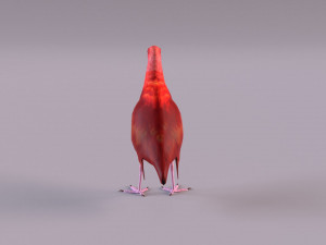 red ibis 3D Model
