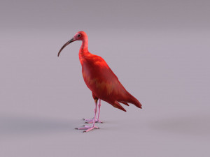red ibis 3D Model