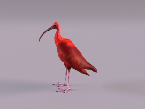 red ibis 3D Model