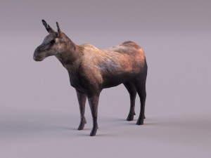 Moose 3D 모델