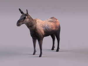 Moose 3D 모델