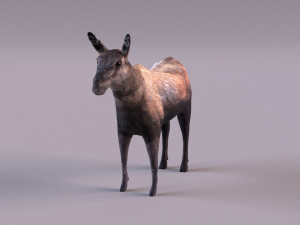 Moose 3D 모델
