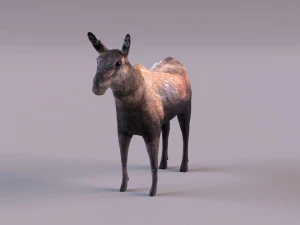 &Eacute;lan Modèle 3D