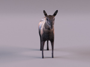 Moose 3D 모델