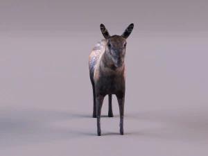 &Eacute;lan Modèle 3D