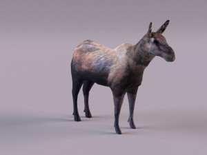 Moose 3D 모델