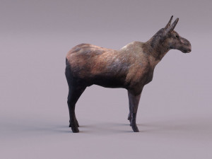 Moose 3D 모델