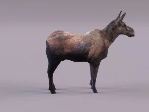 &Eacute;lan Modèle 3D