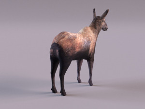 Moose 3D 모델