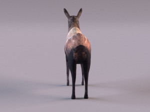 Moose 3D 모델