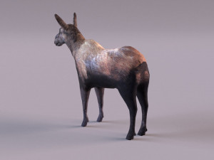 Moose 3D 모델