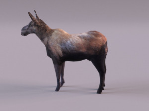 Moose 3D 모델