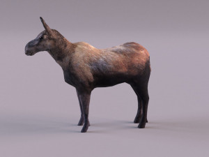 Moose 3D 모델