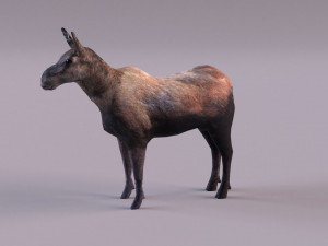 Moose 3D 모델