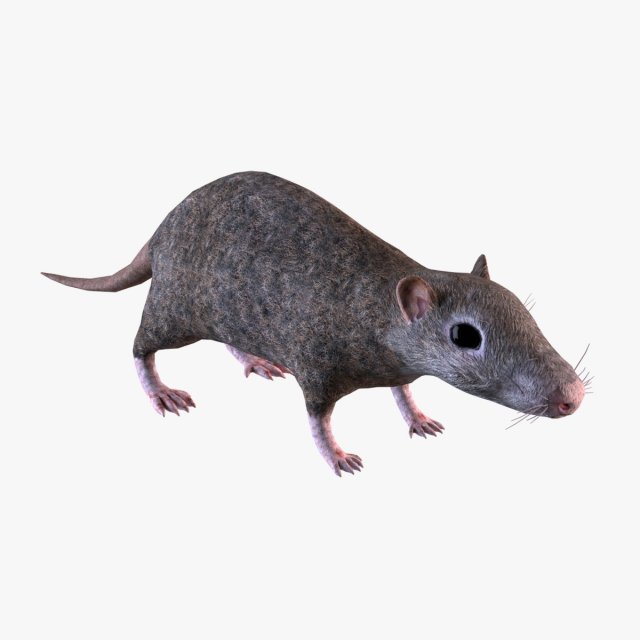 Brown Rat Modelo 3D .c4d .max .obj .3ds .fbx .stl .blend 
