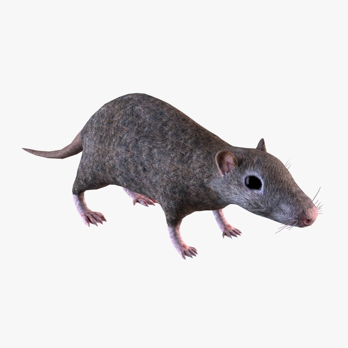Tikus Coklat Model 3D .c4d .max .obj .3ds .fbx .stl .blend 