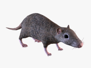 Brown Rat 3D Model