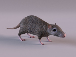 Brown Rat Modelo 3D