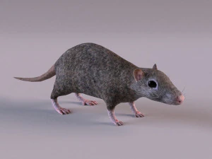 Tikus Coklat Model 3D