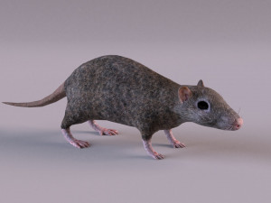 Brown Rat Modelo 3D