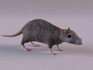 Tikus Coklat Model 3D