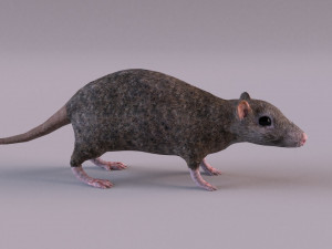 Brown Rat Modelo 3D