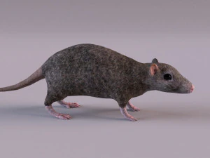 Tikus Coklat Model 3D