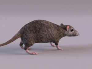 Tikus Coklat Model 3D