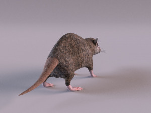 Brown Rat Modelo 3D