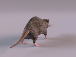 Tikus Coklat Model 3D