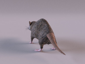 Brown Rat Modelo 3D