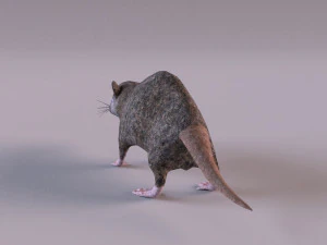 Tikus Coklat Model 3D