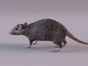 Brown Rat Modelo 3D