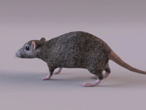 Tikus Coklat Model 3D