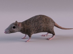 Brown Rat Modelo 3D