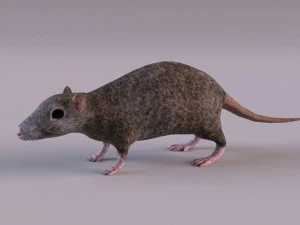 Tikus Coklat Model 3D