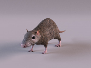 Brown Rat Modelo 3D