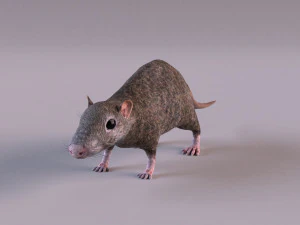 Tikus Coklat Model 3D