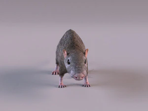 Tikus Coklat Model 3D