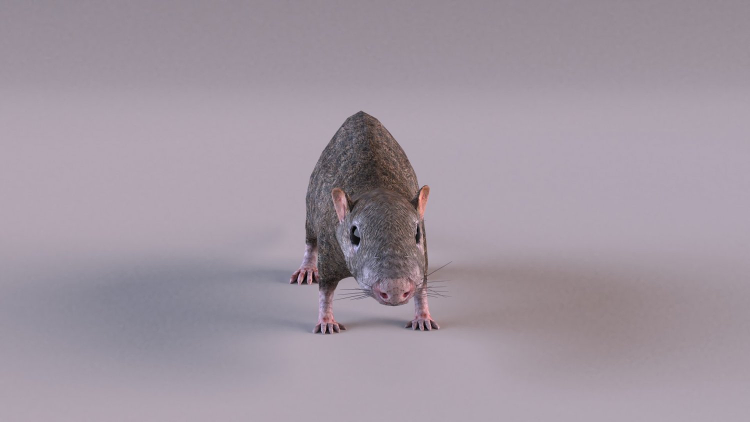 Rat 3d model. Соболь больше чем серая крыса. Серая крыса строение