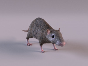 Brown Rat Modelo 3D