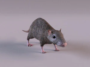 Tikus Coklat Model 3D