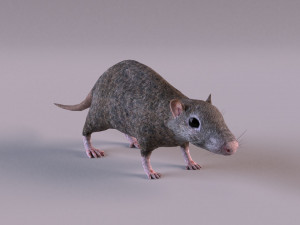 Brown Rat Modelo 3D