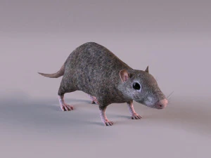 Tikus Coklat Model 3D