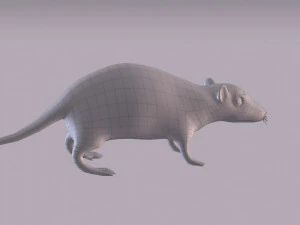 Tikus Coklat Model 3D