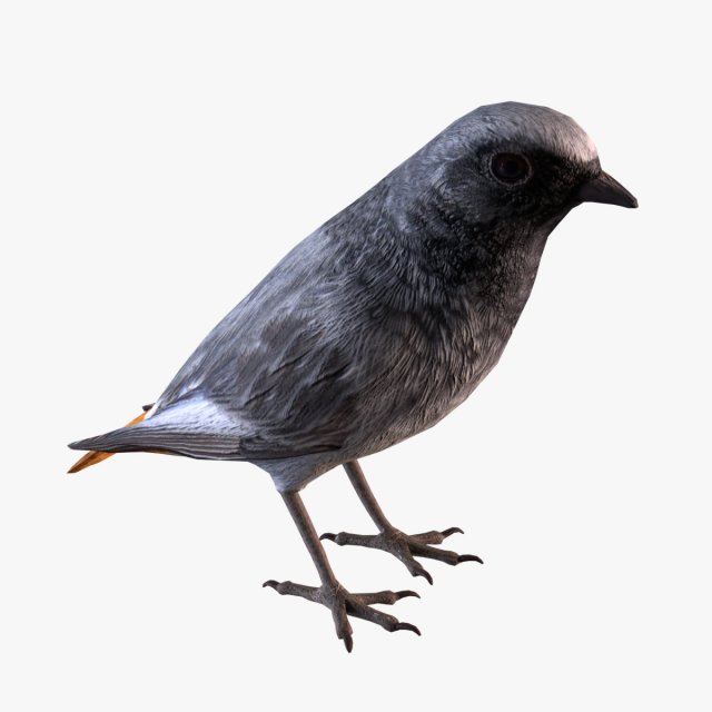 Black redstart 3D Модель .c4d .max .obj .3ds .fbx .stl .blend 